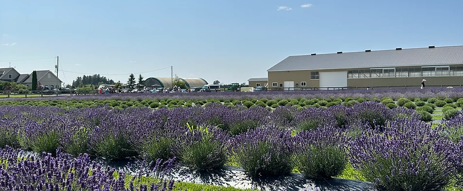 lavender fields at hereward farms