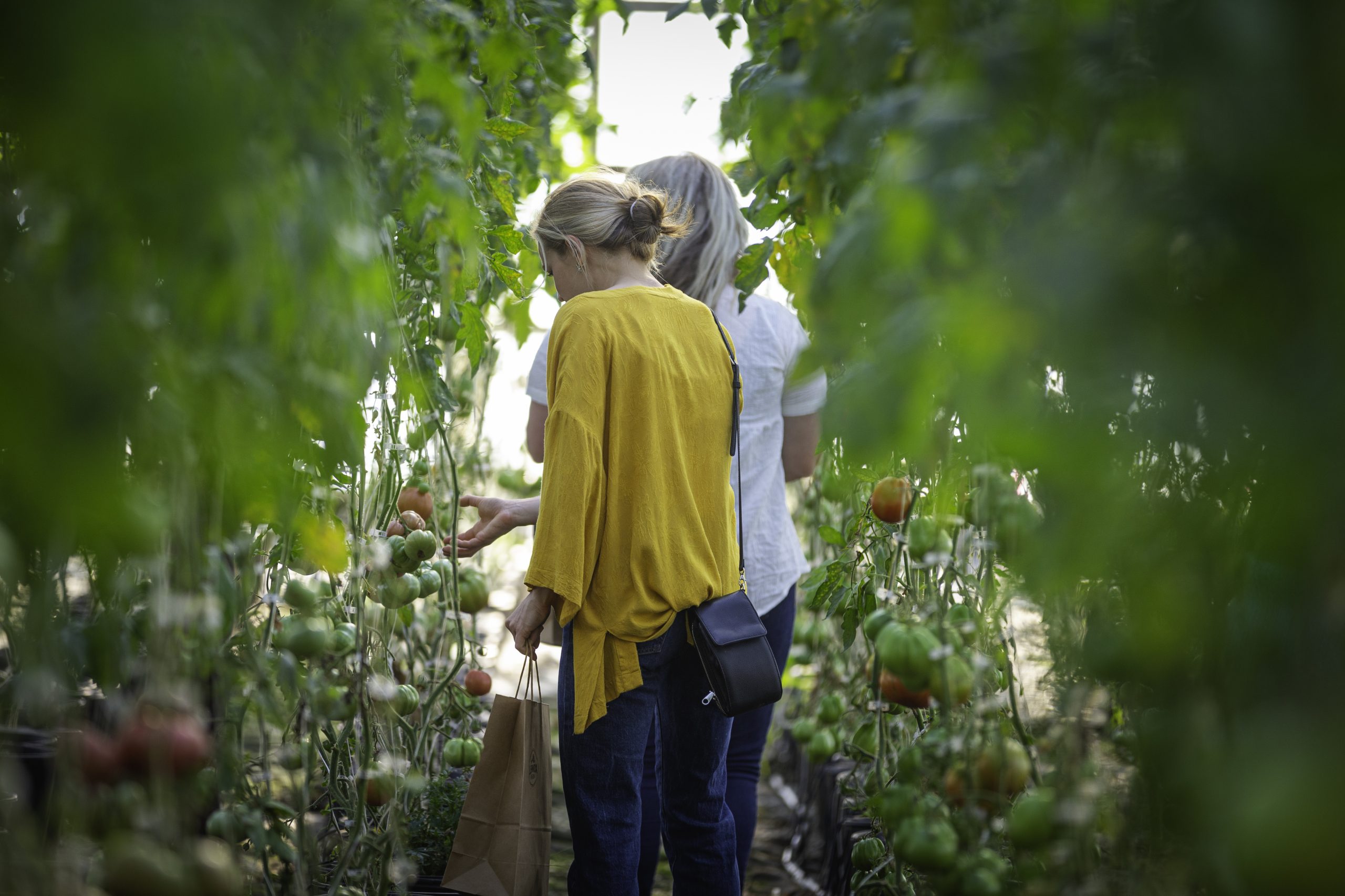 Two ladies walking in a green house between rows of tomato plants