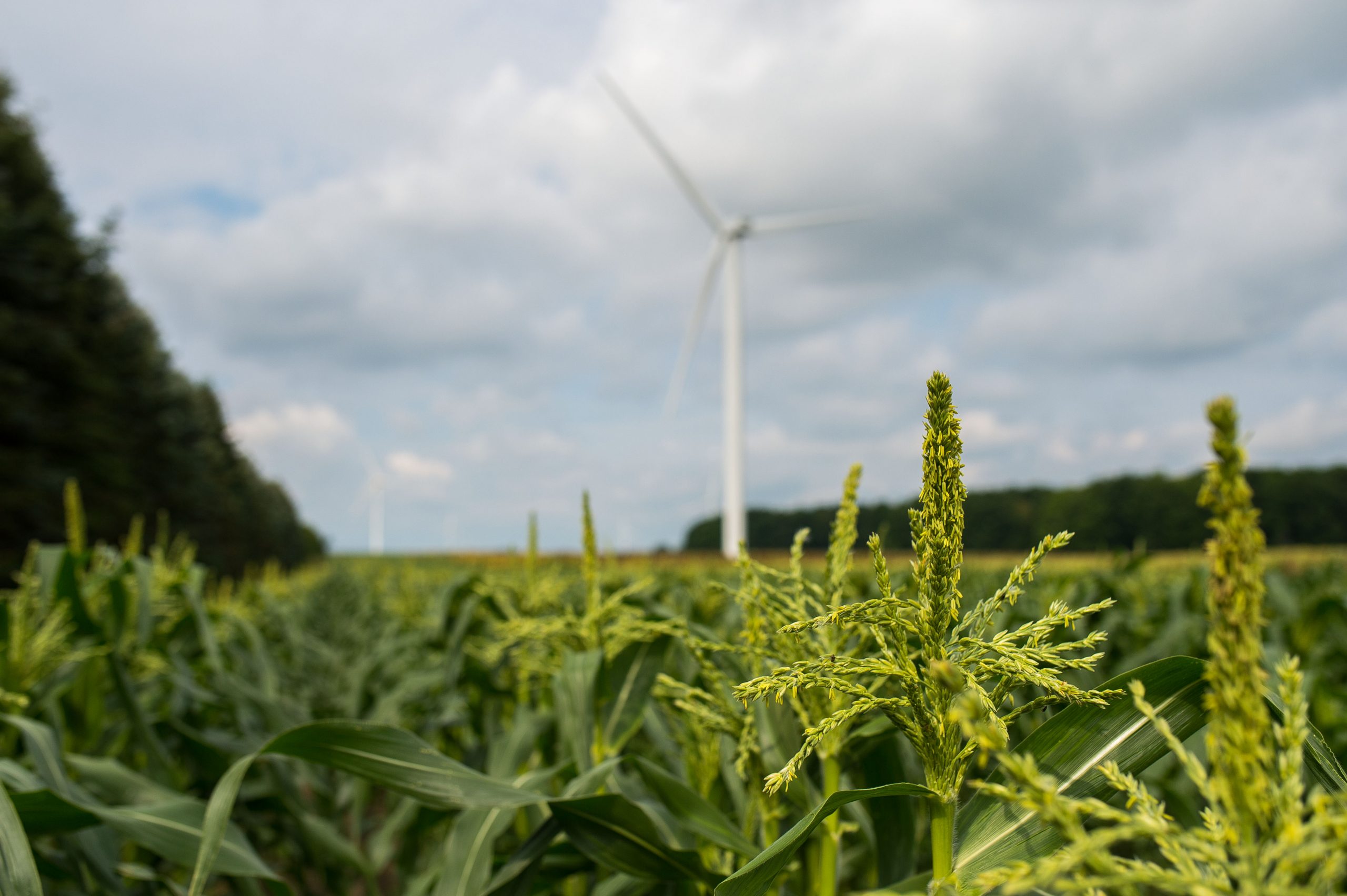 Green corn field