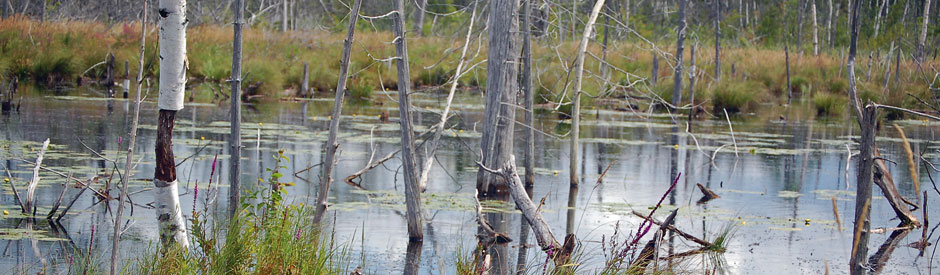 Luther Marsh Wildlife Management Area