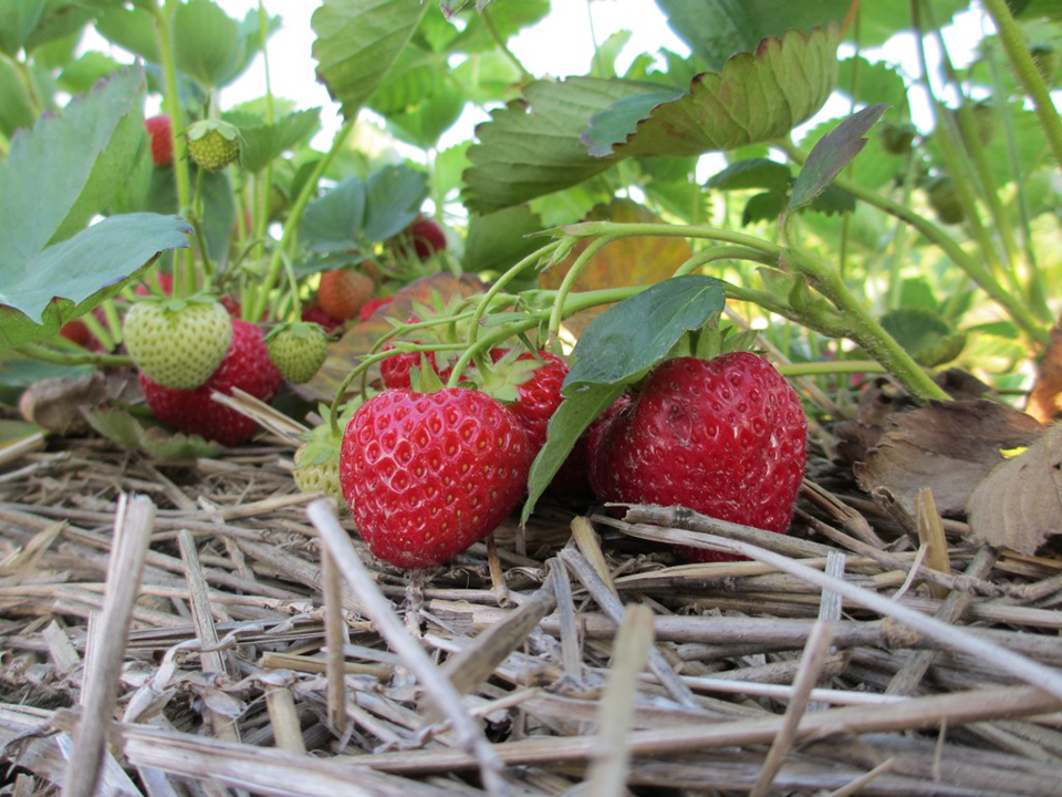 fresh strawberries on a vine
