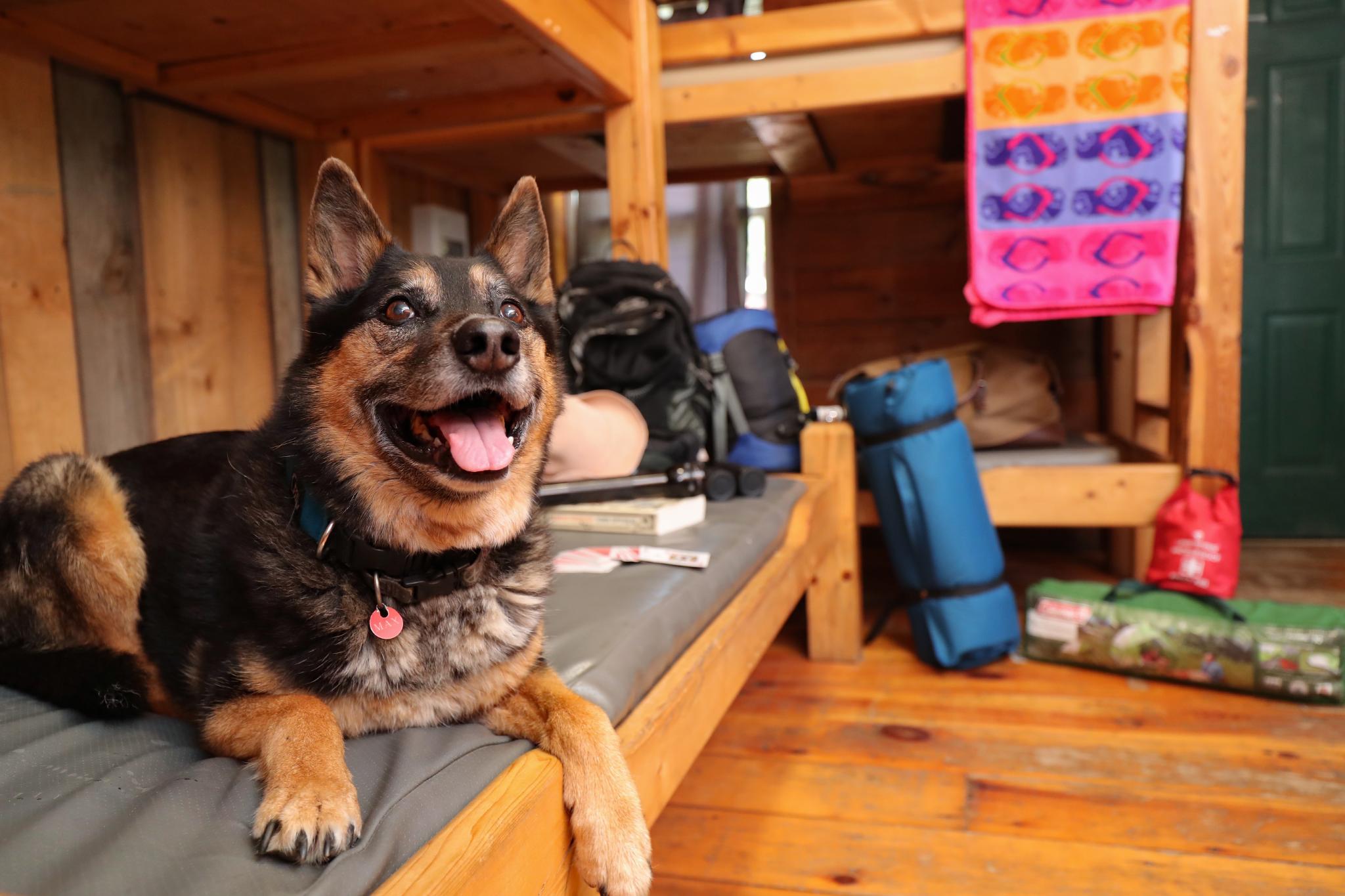 A happy dog lies on a bed at Mansfield Outdoor Centre.