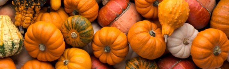 a variety of pumpkins spread