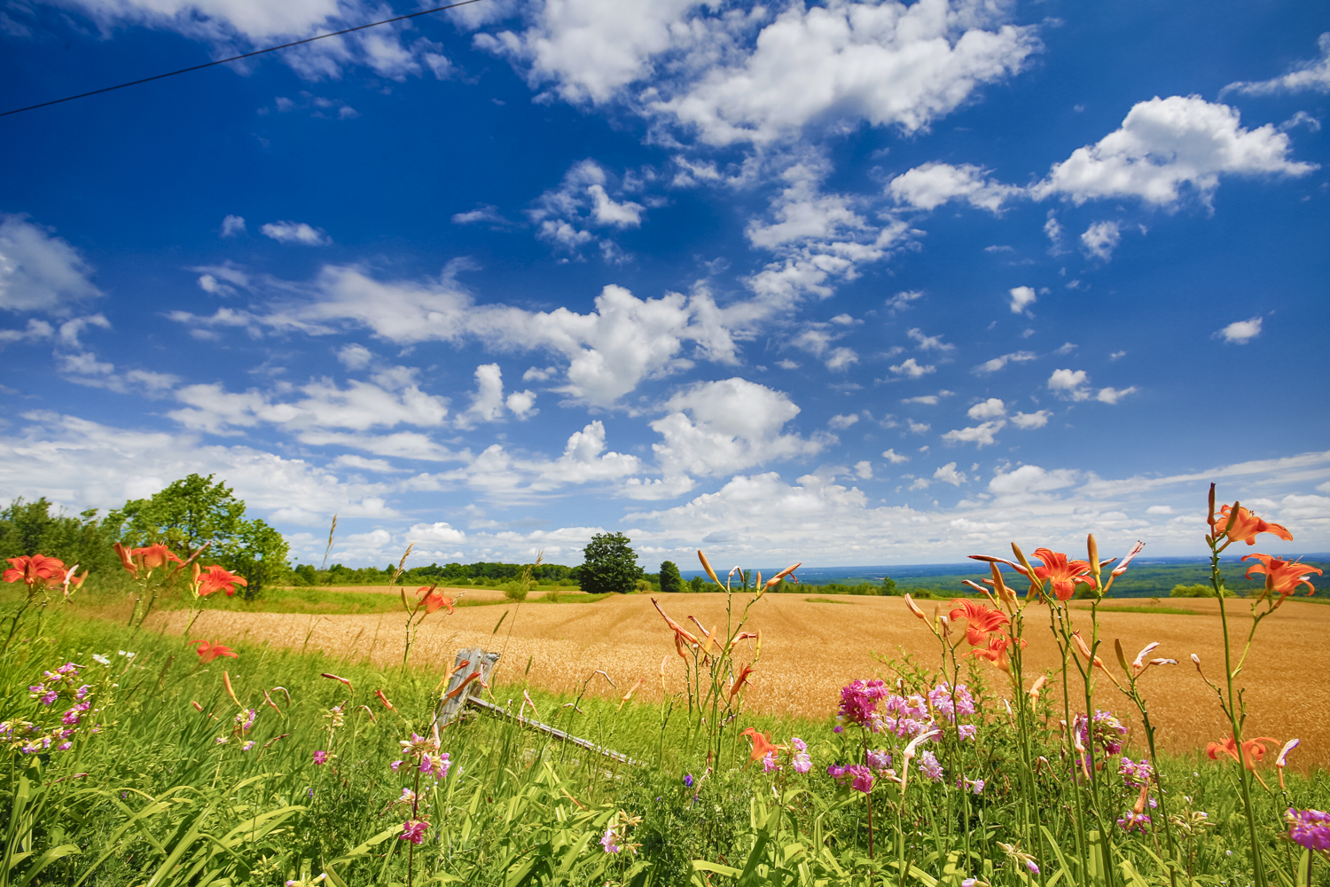 Colourful wildflowers and a bright blue sky amongst a farm field.