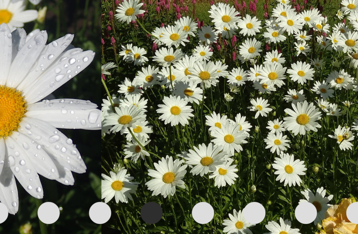 Image of daisies