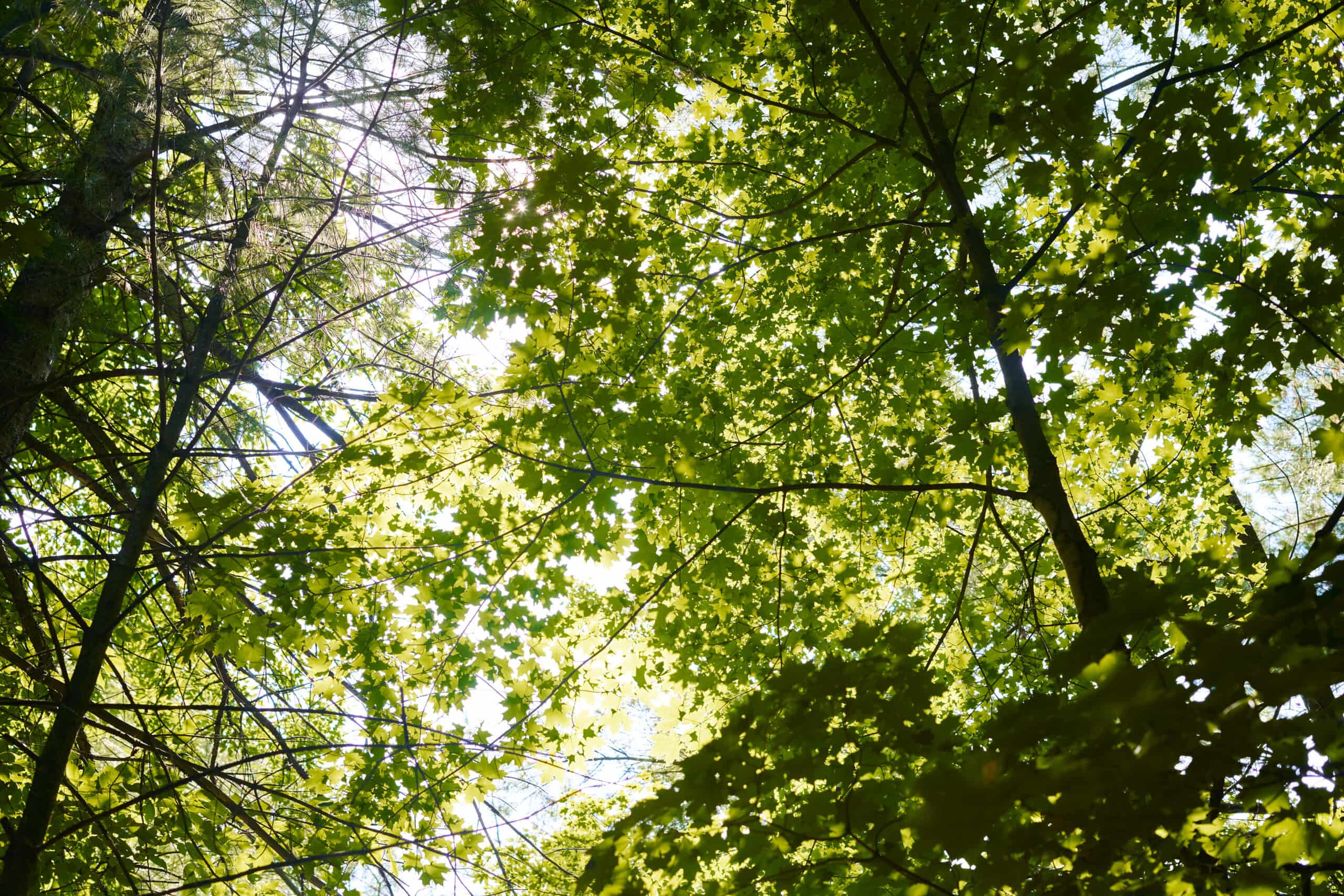 Tree branches with sun peering through.