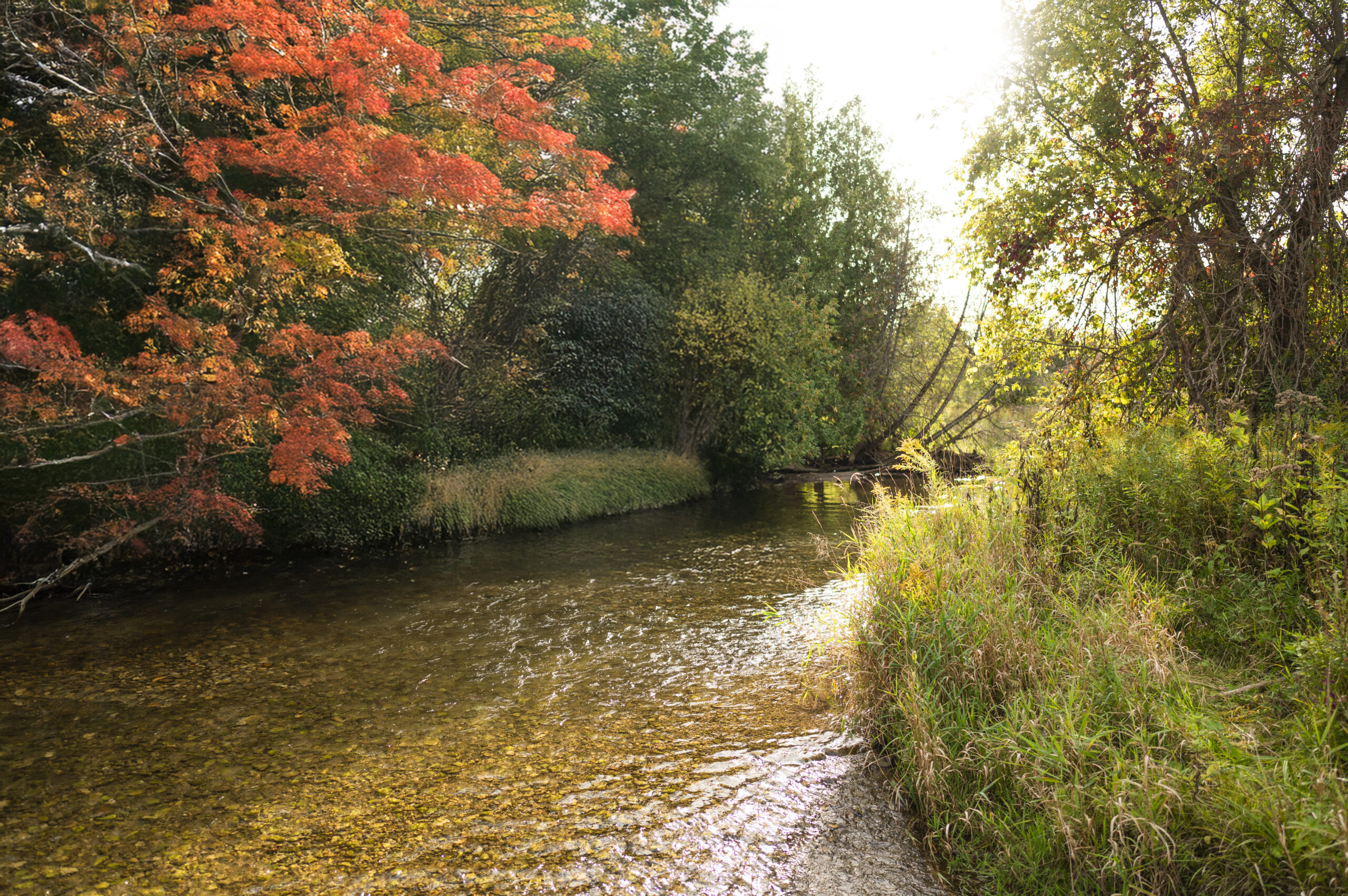 Fall scenery with stream in Dufferin County